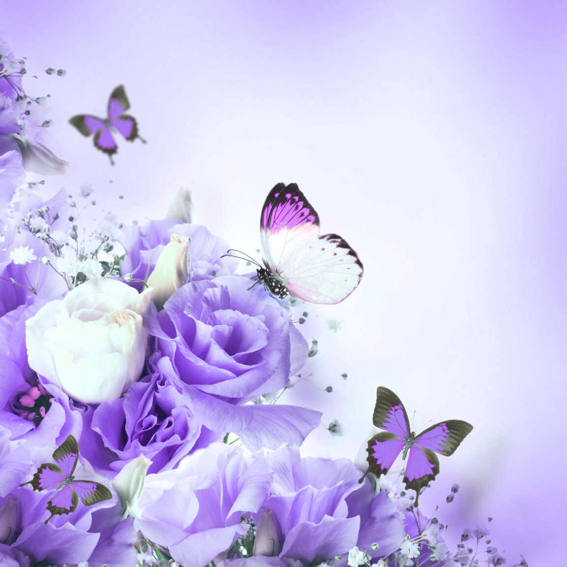 purple butterflies & flowers